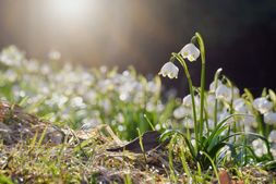 Veranstaltung Online-Frühling geht weiter